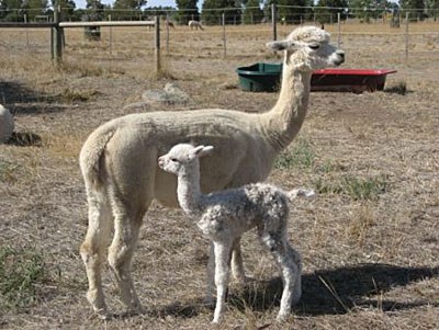 21-baby-alpaca.jpg