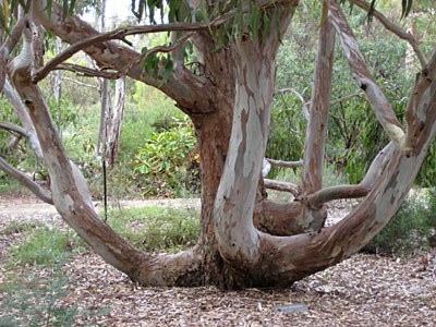 25-Canberra-tree.jpg