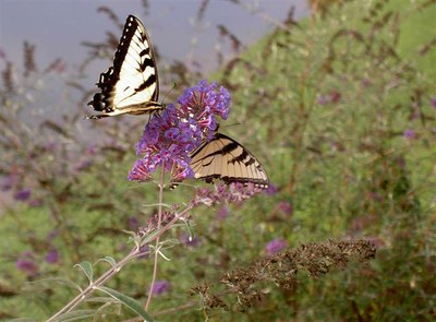 butterflies- buddleia.jpg