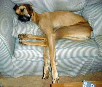 great Dane on sofa.jpg