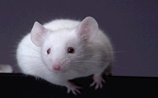 mouse.jpg