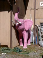 pinkelephant.jpg