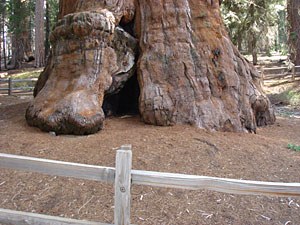 sequoiaDSC00307.jpg