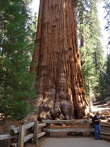 sequoiaDSC00326.jpg
