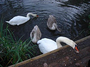 swansDSC00066_1.jpg