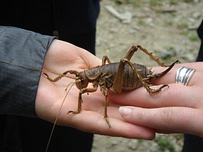 08A-maud-island-weta.jpg
