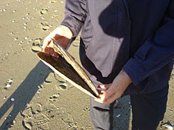 11-giant-mussel.jpg